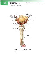 Sobotta  Atlas of Human Anatomy  Trunk, Viscera,Lower Limb Volume2 2006, page 203
